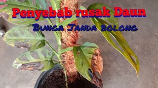 Download lagu penyebab rusaknya daun bunga janda bolong | viral Bunga janda bolong mp3 Download lagu penyebab rusaknya daun bunga janda bolong | viral Bunga janda bolong mp3
