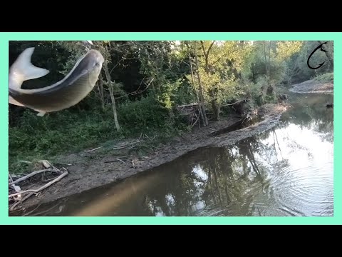 Ultra light chub fishing with micro spinners - Best chub attack, creek fishing moments in 2020