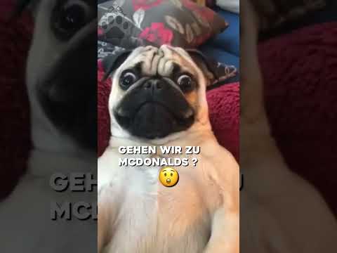 Hundevideos zum Totlachen #1