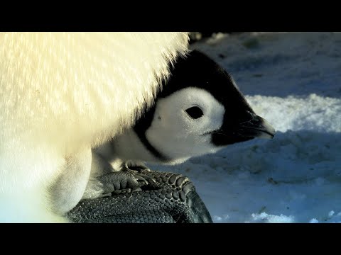 Penguin Races to Feed Her Starving Chick | Snow Chick: A Penguin's Tale | BBC Earth