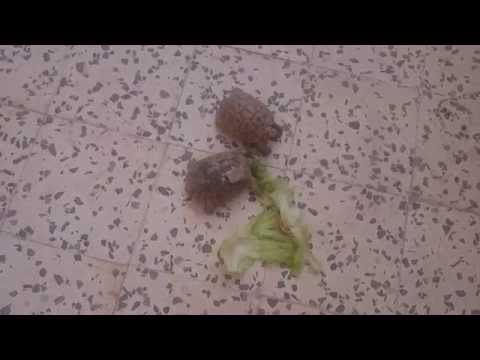 Tortoises at Jraba