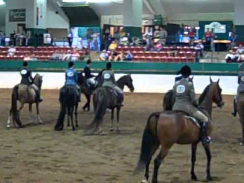 2012 Morgan Southern States Regional Show
