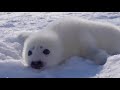 Baby Seal - First Words