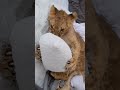 Lion Vs Pillow