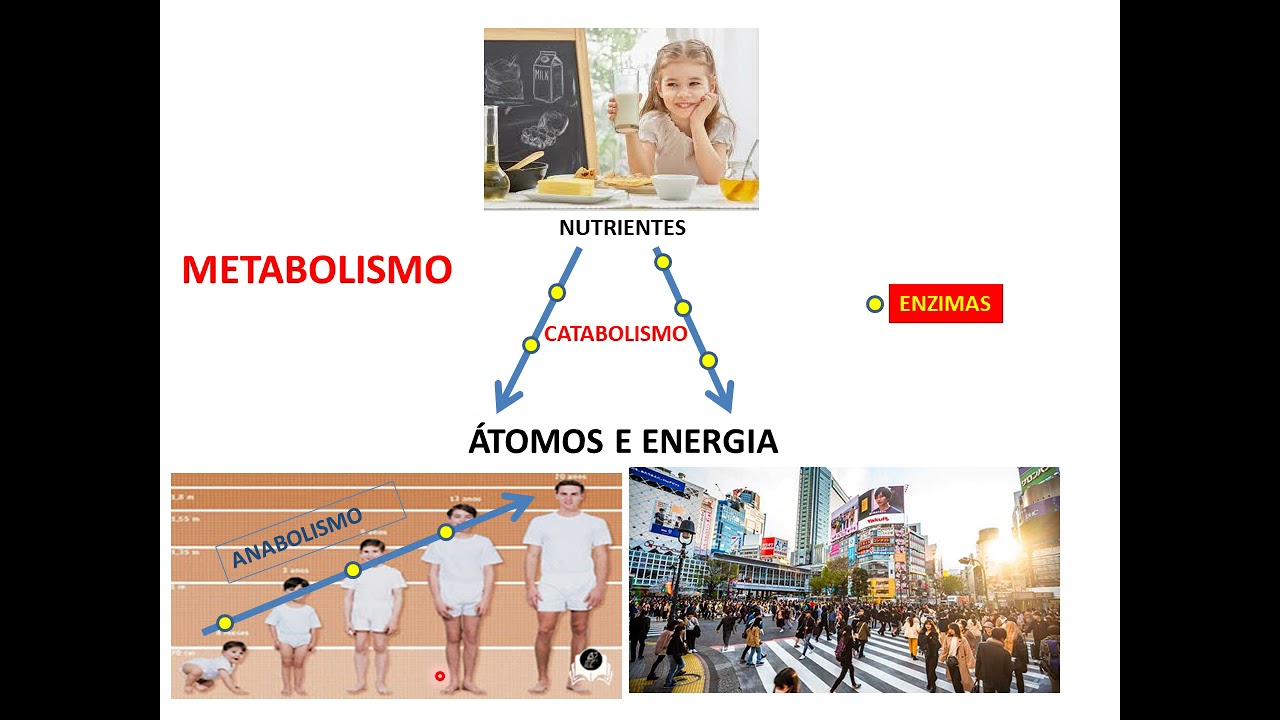 Introdução a bioquímica