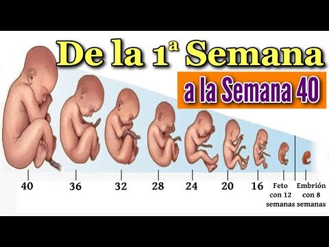 👶 PREGNANCY WEEK BY WEEK 🤰 Fetal Development From Week 1 to 40 in the Womb ❤️