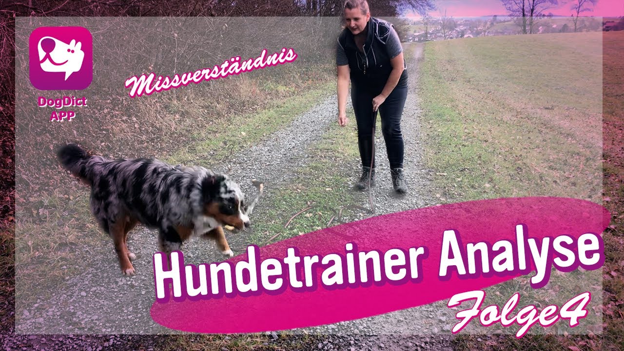 Folge 4: Hundetrainer Analyse, Missverständnis DogDict klärt auf, Hundesprache einfach verständlich