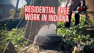 Residential Tree Work in Indiana | Part 1