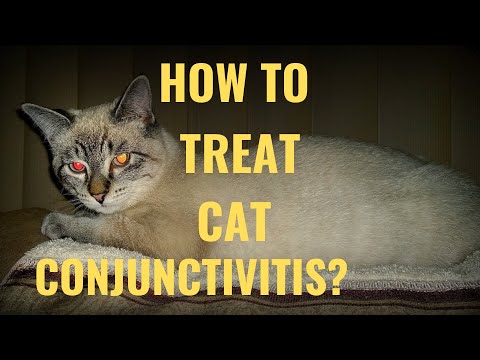 How To Treat Cat Conjunctivitis