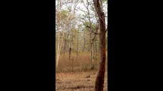 preview picture of video 'Leopard trying to hunt langoor - kabini safari - March 9th'