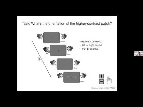 Viola Störmer - Orienting attention to salient sounds enhances visual perception