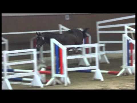 Holsteiner Wallach v. Quintero - Lansing