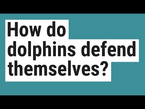 YouTube video about: How do dolphins defend themselves?