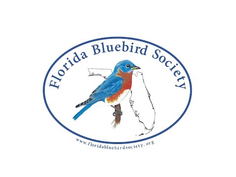 image-What kind of bluebirds live in Florida?