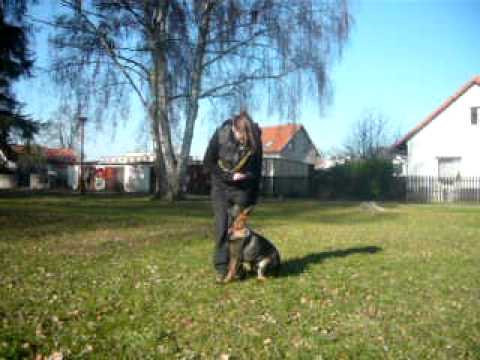 Ammy Monpet - nácvik poslušnosti ( 3 měsíce)