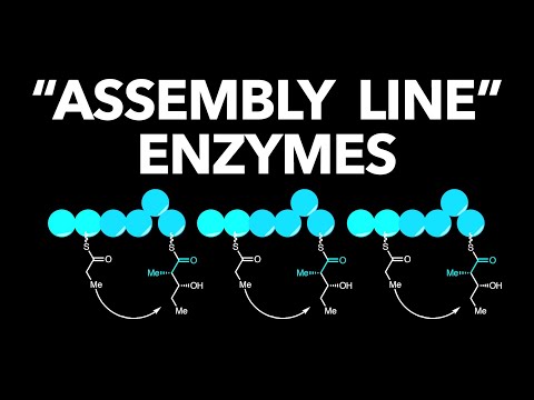 Nature's Tiny Factories: Fatty Acid Synthesis and Assembly Line Enzymes