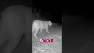 Prowling Puma!!‼️Though I prefer to call them #mountain_lions.