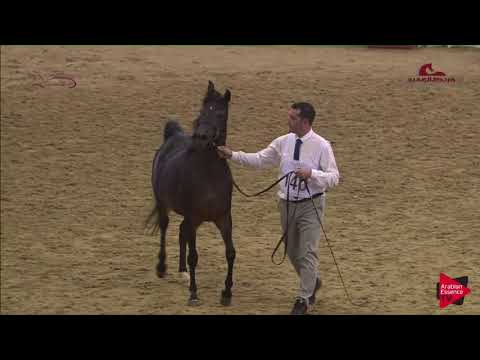 N140 AMERA AL MARROONA - 2019 Al Shaqab Arabian Horse Show Festival - Mares 4-6  Years Old (Clas...