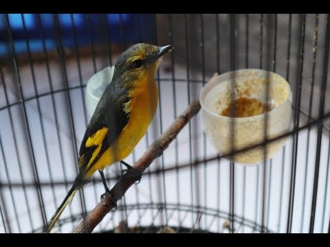 Mantenan Novyj Trend Smotret Onlajn Na Sajte Trendovi Ru