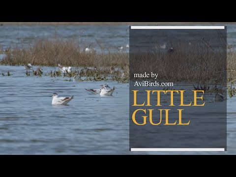 Čajka malá (Hydrocoloeus minutus) — prehľad druhu a quick facts
