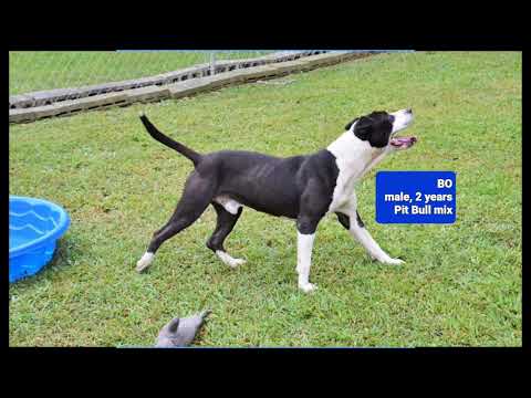 Bo, an adoptable Pit Bull Terrier Mix in Wedowee, AL_image-1