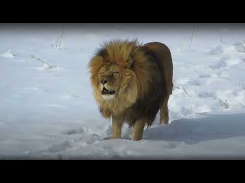 Sunship ft. Warrior Queen - Almighty Father (Skream Remix)