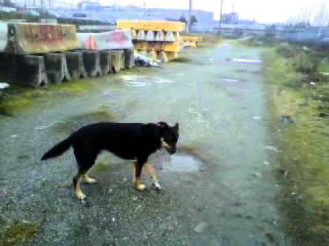 Vegas the dog agility practice w/ Bark Busters dog training