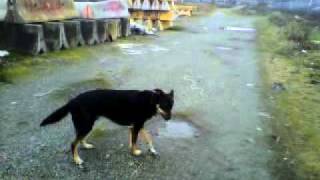 Vegas the dog agility practice w/ Bark Busters dog training