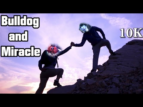 Bulldog Disruptor with Miracle Drow