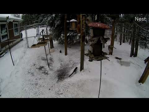 Redpoll-A-Palooza - Time Lapse Part 1 - Common Redpolls/Hoary Redpolls - 2022/01/18 - BirdCam 2