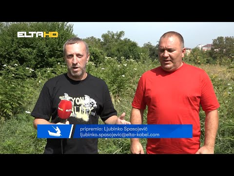 BL HRONIKA 25 07 23  - STARČEVICA ZARASLA U TRAVU