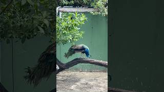 Download lagu 🇨🇴 Travelogue- Peacock and other birds #cartagena #colombia #birds #peacock #flamingo mp3