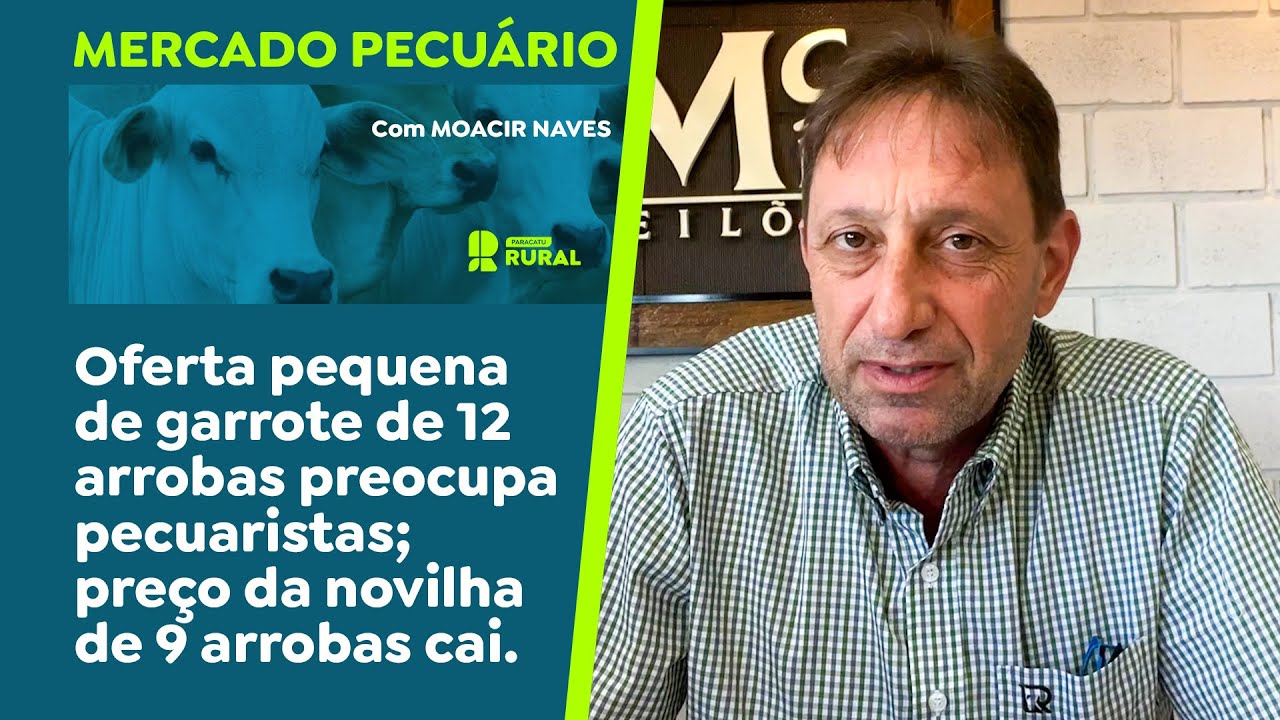 Oferta pequena de garrote de 12 arrobas preocupa pecuaristas; preço da novilha de 9 arrobas cai.
