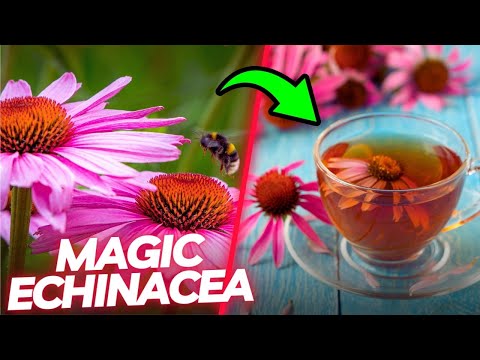 12 Health Benefits of Echinacea Tea You Need to Know (Ultimate Guide)