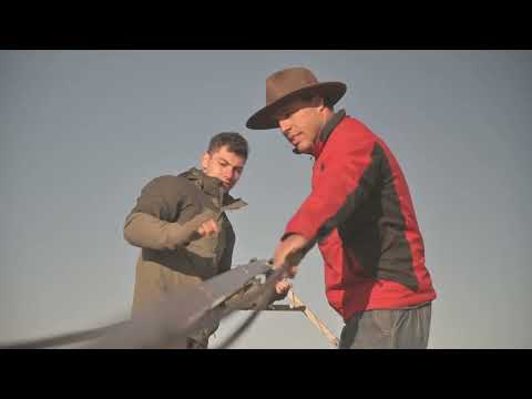 Venados de Campo en Sierra de Los Ajos