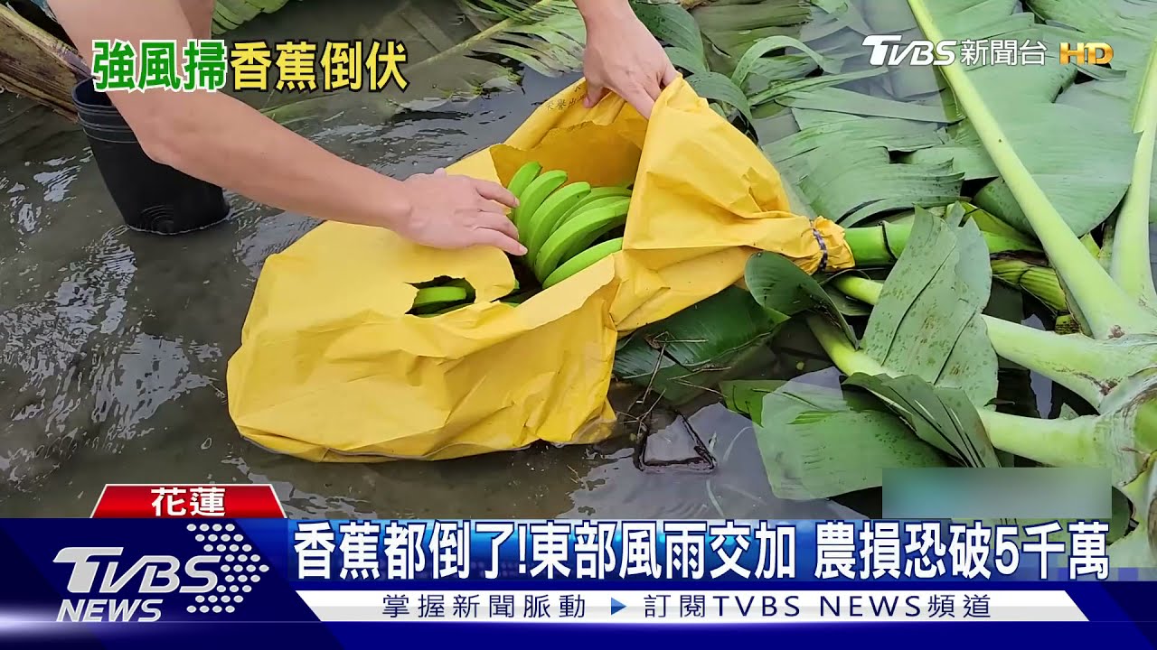 香蕉都倒了!東部風雨交加 農損恐破5千萬