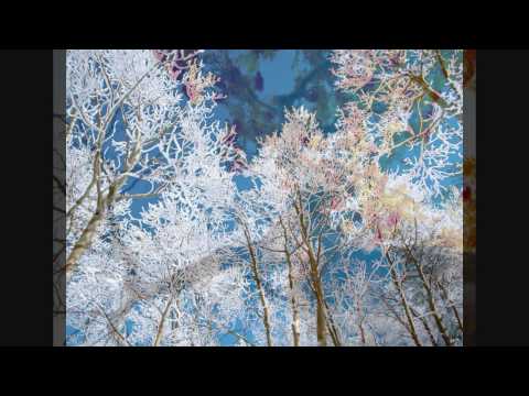Proem - Shelter Is A Tree