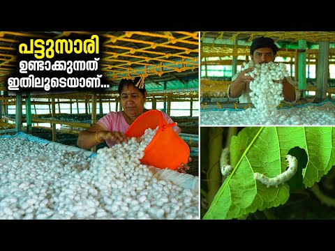 പട്ടുസാരി ഉണ്ടാക്കുന്നത് ഇതിലൂടെയാണ് | SILK WORM FARMING | Pattunool Puzhu krishi | Silk | Silk Worm
