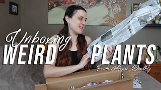Unusual Houseplant Unboxing | Black Jungle Exotics