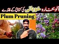 Pruning of plum trees🍅 | Aloo bukhara ki katai yani pruning ka season | Benifits of pruning