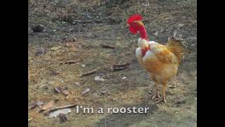 I'm A Rooster