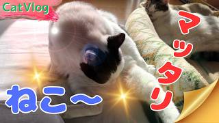 【CatsVlog】猫さんたちマッタリ #猫動画 #可愛い猫 #保護猫