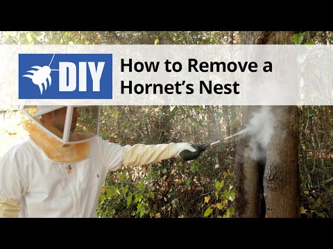  How to Get Rid of Wasps & Hornets (Nest Removal)  Video 