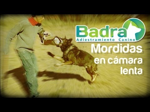 Mordidas en cámara lenta