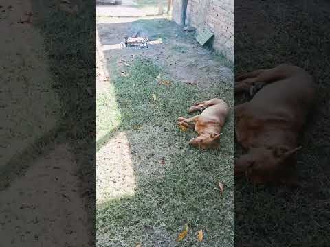 Asado Rivadavia en otoño en Mendoza Argentina #food #comidafacil #comida #comerbien