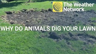 Why wild animals are ripping up your lawn at night and what can you do about it