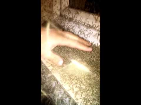 Wielka plaga komarów w Duninowie