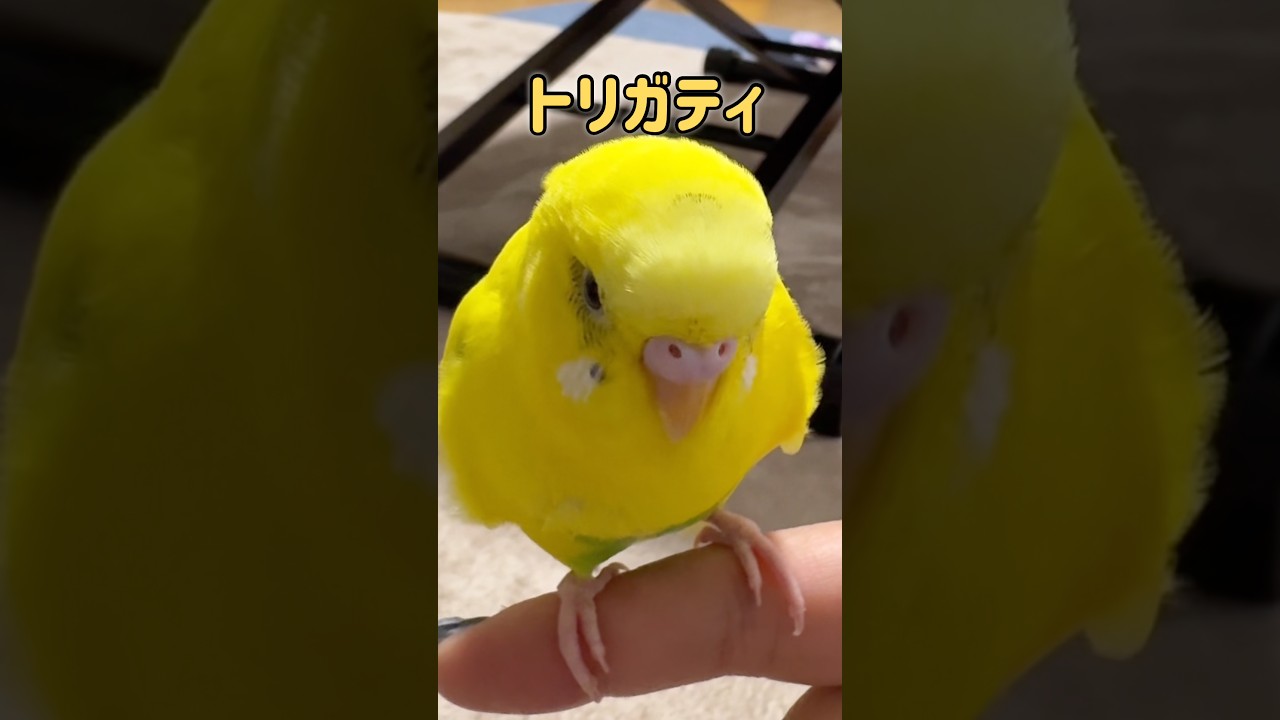 トリガティってなに