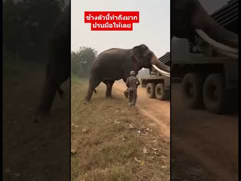 ช้างตัวนี้ได้ใจจริงๆ วิ่งชน BM21 ตกไปเลย #ช้างโหด #สุดจัดปลัดบอก