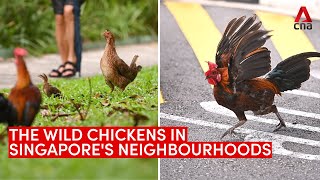 Download lagu The wild chickens in Singapore's neighbourhoods mp3